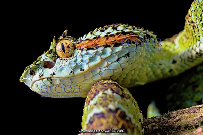 : Portrait of Blotched palm-pit viper Bothriechis : Portrait of Blotched palm-pit viper Bothriechis