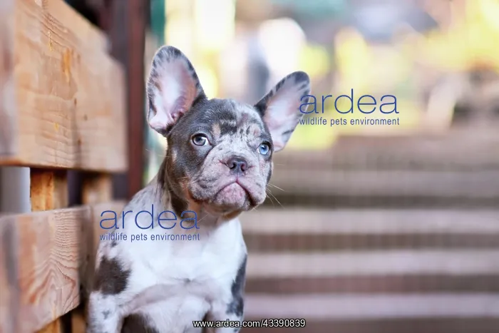 : Portrait of blue merle tan French Bulldog dog : Portrait of blue merle tan French Bulldog dog