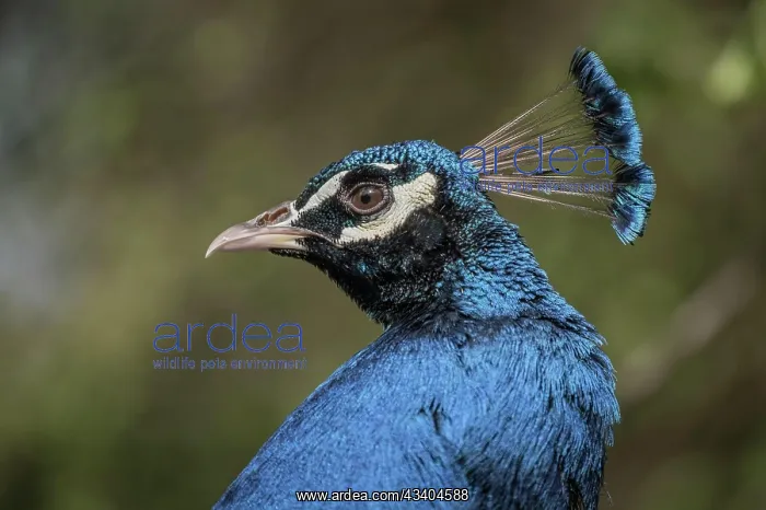 : Portrait of the Blue Peacock : Portrait of the Blue Peacock