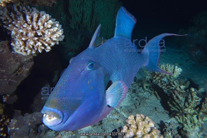 : Portrait of blue triggerfish (Pseudobalistes fuscus) : Portrait of blue triggerfish (Pseudobalistes fuscus)