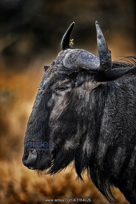 : Portrait of Blue Wildebeest (Connochaetes taurinus) : Portrait of Blue Wildebeest (Connochaetes taurinus)