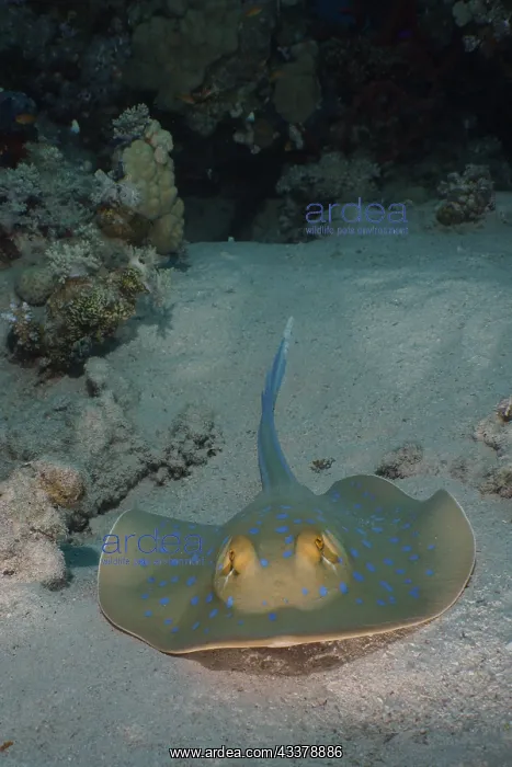 : Portrait of bluespotted ribbontail ray (Taeniura : Portrait of bluespotted ribbontail ray (Taeniura