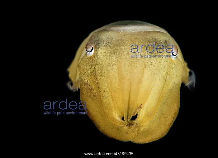 : Portrait of Bobtail Squid (Sepiola sp) at night : Portrait of Bobtail Squid (Sepiola sp) at night