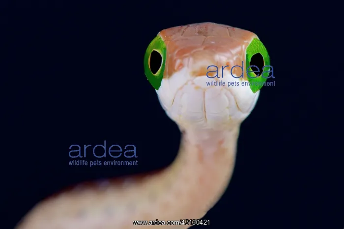 : Portrait of Boomslang (Dispholidus typus) on black : Portrait of Boomslang (Dispholidus typus) on black
