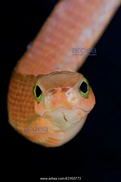 : Portrait of Boomslang (Dispholidus typus) female : Portrait of Boomslang (Dispholidus typus) female