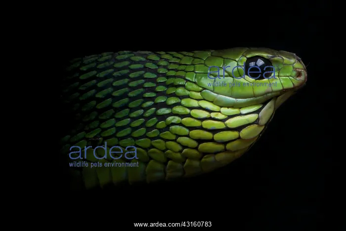 : Portrait of Boomslang (Dispholidus typus) male on : Portrait of Boomslang (Dispholidus typus) male on