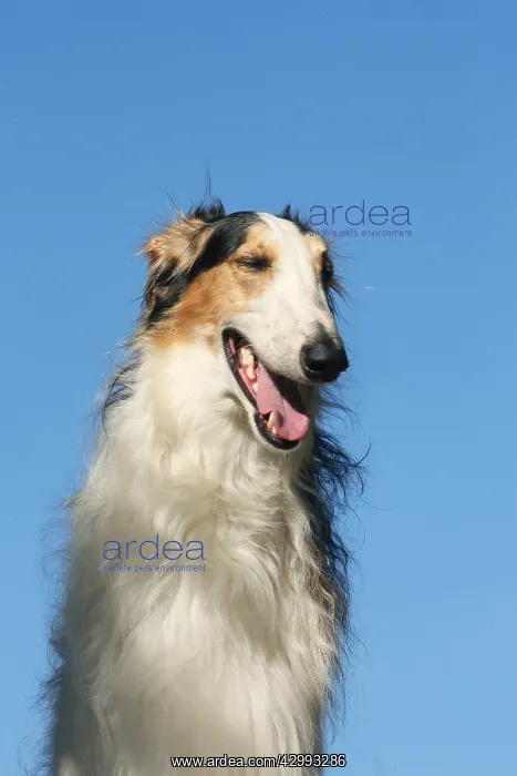 : Portrait of a Borzoi dog against blue sky : Portrait of a Borzoi dog against blue sky