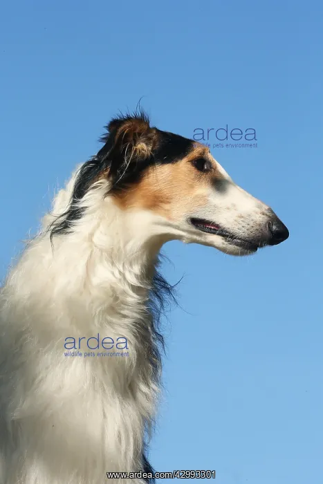 : Portrait of a Borzoi dog against blue sky : Portrait of a Borzoi dog against blue sky