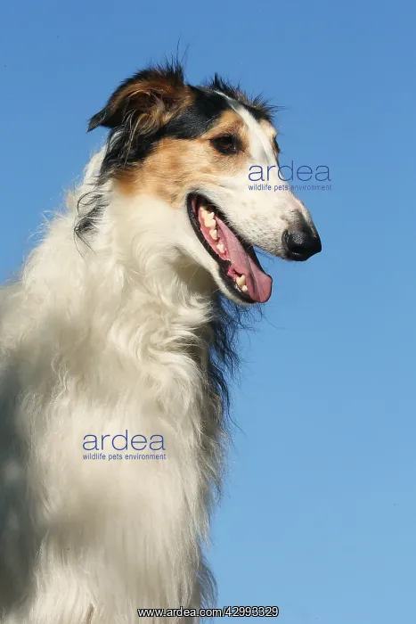 : Portrait of a Borzoi dog against blue sky : Portrait of a Borzoi dog against blue sky