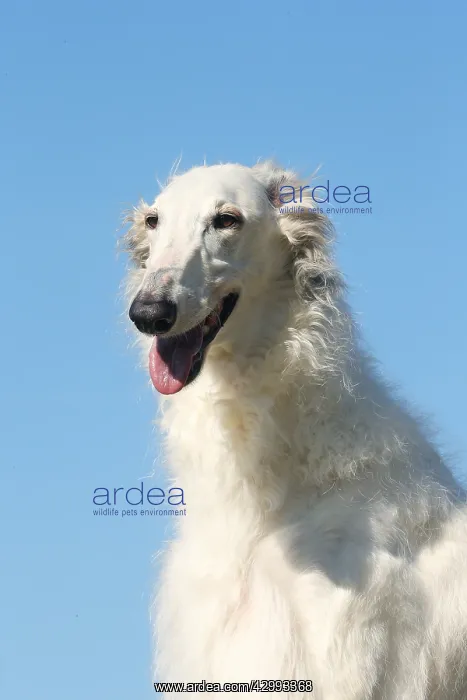 : Portrait of a Borzoi dog against blue sky : Portrait of a Borzoi dog against blue sky