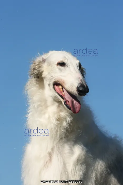 : Portrait of a Borzoi dog against blue sky : Portrait of a Borzoi dog against blue sky