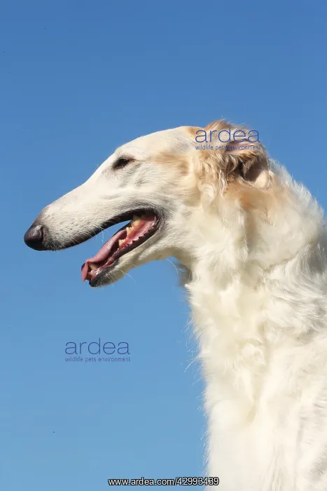 : Portrait of a Borzoi dog against blue sky : Portrait of a Borzoi dog against blue sky
