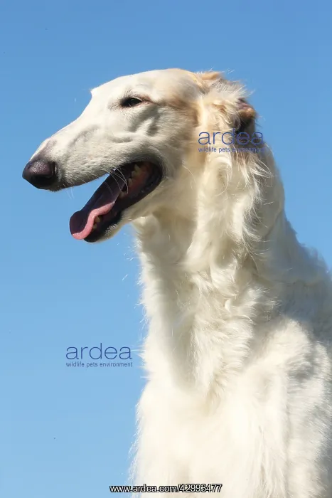: Portrait of a Borzoi dog against blue sky : Portrait of a Borzoi dog against blue sky