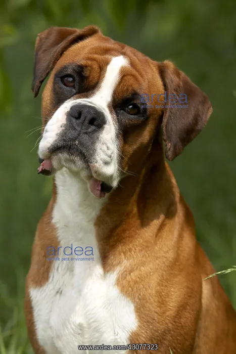 : Portrait of a Boxer : Portrait of a Boxer