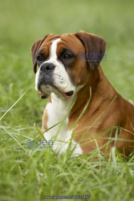 : Portrait of a Boxer lying in the grass : Portrait of a Boxer lying in the grass
