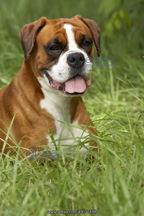 : Portrait of a Boxer lying in the grass : Portrait of a Boxer lying in the grass