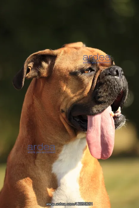 : Portrait of Boxer in a private garden Picardie France : Portrait of Boxer in a private garden Picardie France
