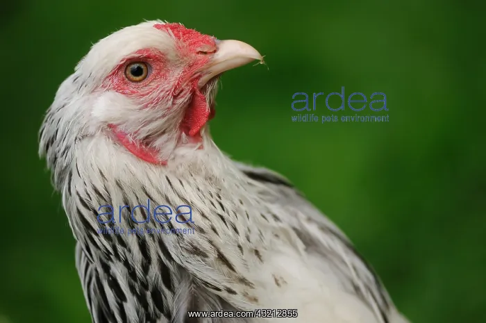 : Portrait of a Brahma Hen Normandy France : Portrait of a Brahma Hen Normandy France