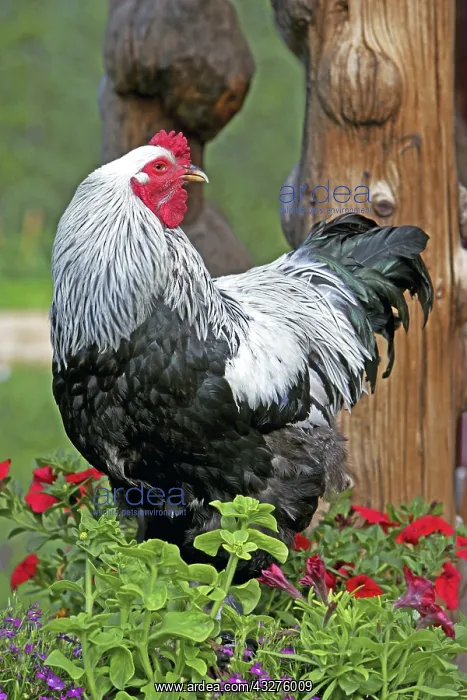 : Portrait of Brahma Rooster standing in flowerbed : Portrait of Brahma Rooster standing in flowerbed