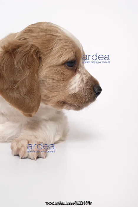  : Portrait Brittany Spaniel puppy one month and a half