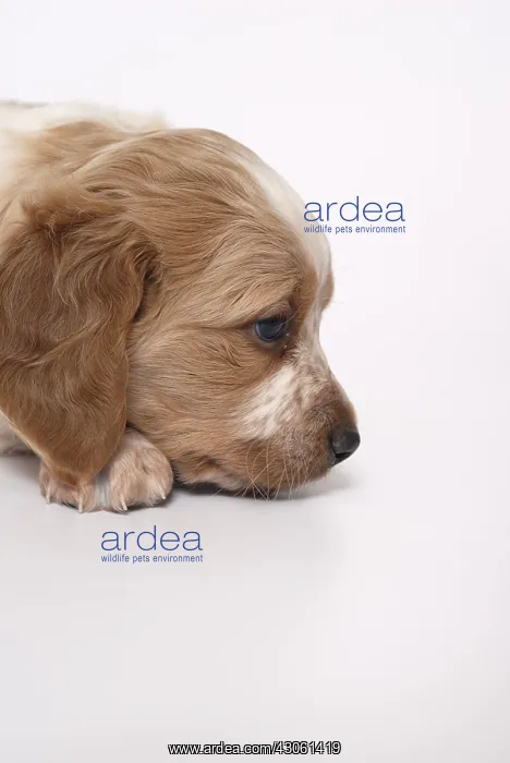 : Portrait Brittany Spaniel puppy one month and a half : Portrait Brittany Spaniel puppy one month and a half