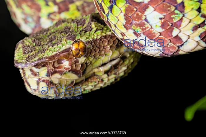 : Portrait of Broad Banded Pit Viper (Tropidolaemus : Portrait of Broad Banded Pit Viper (Tropidolaemus