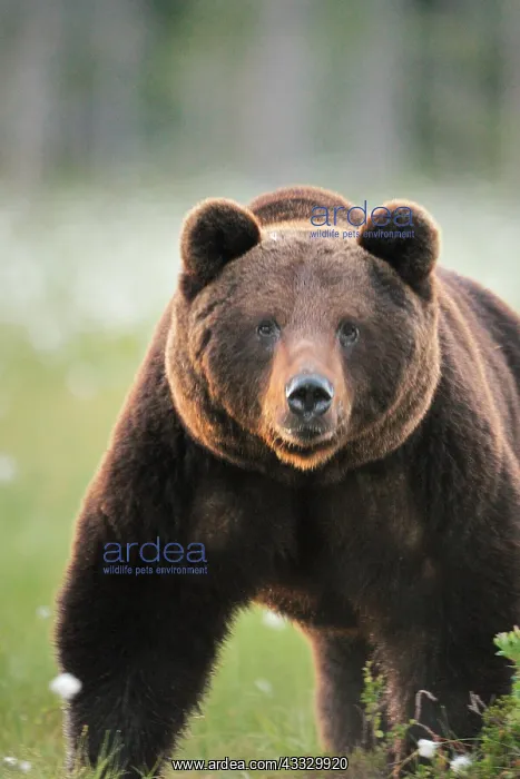 : Portrait of Brown Bear (Ursus arctos), Finland : Portrait of Brown Bear (Ursus arctos), Finland