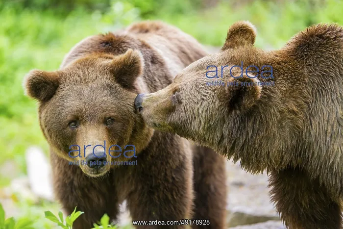 : Portrait of two Brown bears (Ursus arctos) : Portrait of two Brown bears (Ursus arctos)