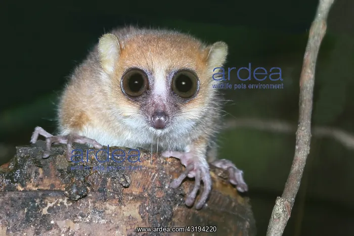 : Portrait of Brown mouse lemur (Microcebus rufus) : Portrait of Brown mouse lemur (Microcebus rufus)