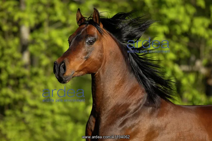 : Portrait of a brown thoroughbred Arabian stallion : Portrait of a brown thoroughbred Arabian stallion