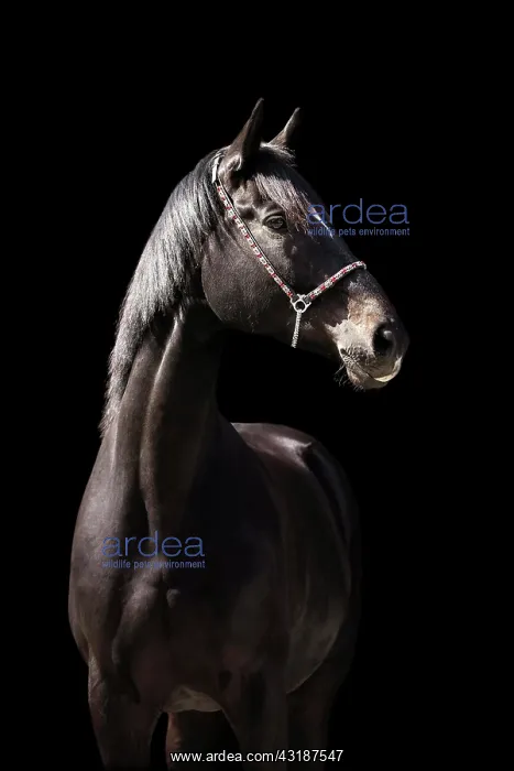: Portrait of a brown Trakehner mare with halter in : Portrait of a brown Trakehner mare with halter in