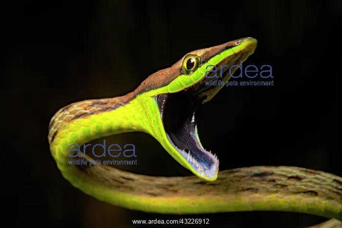 : Portrait of Brown vine snake (Oxybelis aeneus) on : Portrait of Brown vine snake (Oxybelis aeneus) on