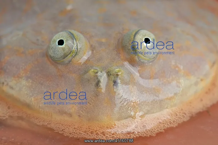 : Portrait of Budgett's Frog (Lepidobatrachus laevis) : Portrait of Budgett's Frog (Lepidobatrachus laevis)