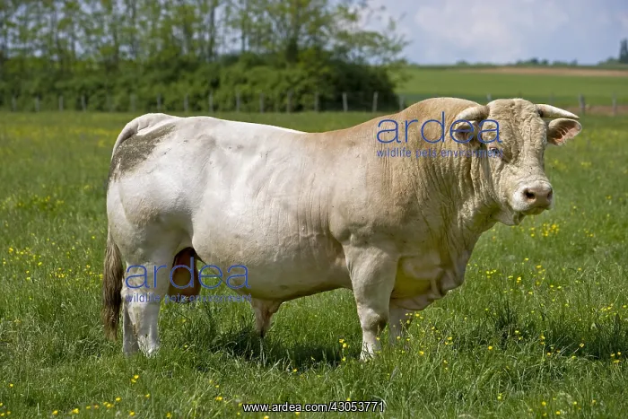 : Portrait of a Bull race Charolaise Charolais France : Portrait of a Bull race Charolaise Charolais France