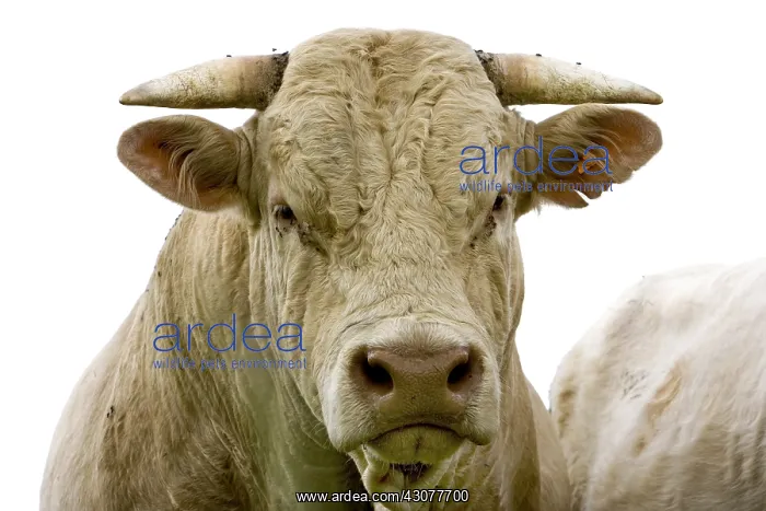 : Portrait of a Bull race Charolaise Charolais France : Portrait of a Bull race Charolaise Charolais France