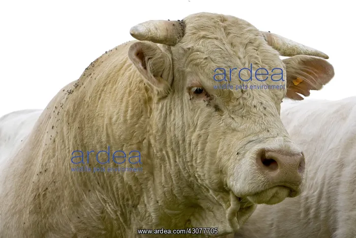 : Portrait of a Bull race Charolaise Charolais France : Portrait of a Bull race Charolaise Charolais France