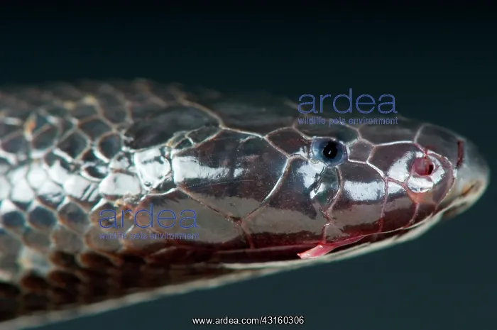 : Portrait of Burrowing asp (Atractaspis corpulenta) : Portrait of Burrowing asp (Atractaspis corpulenta)