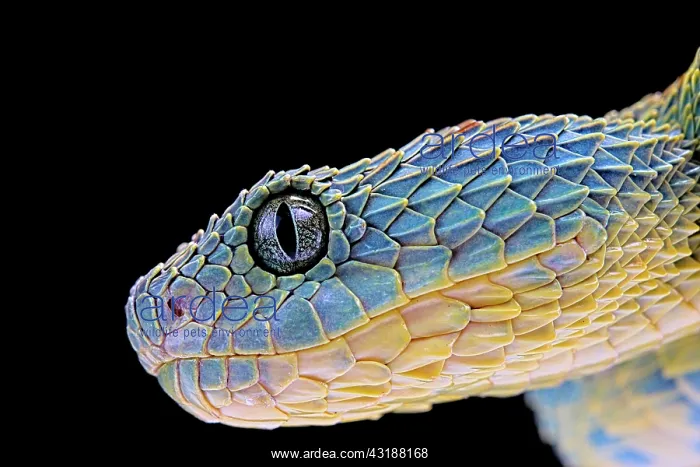 : Portrait of Bush viper (Atheris squamigera) from : Portrait of Bush viper (Atheris squamigera) from