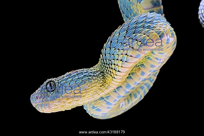: Portrait of Bush viper (Atheris squamigera) from : Portrait of Bush viper (Atheris squamigera) from