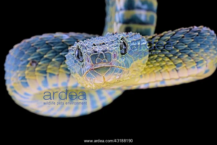 : Portrait of Bush viper (Atheris squamigera) from : Portrait of Bush viper (Atheris squamigera) from