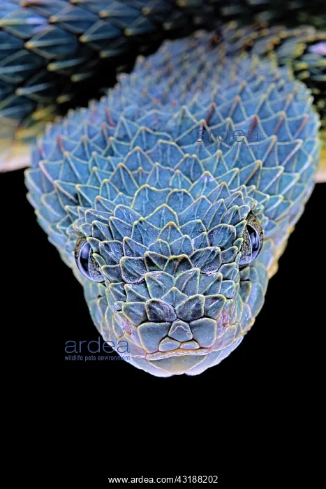 : Portrait of Bush viper (Atheris squamigera) from : Portrait of Bush viper (Atheris squamigera) from