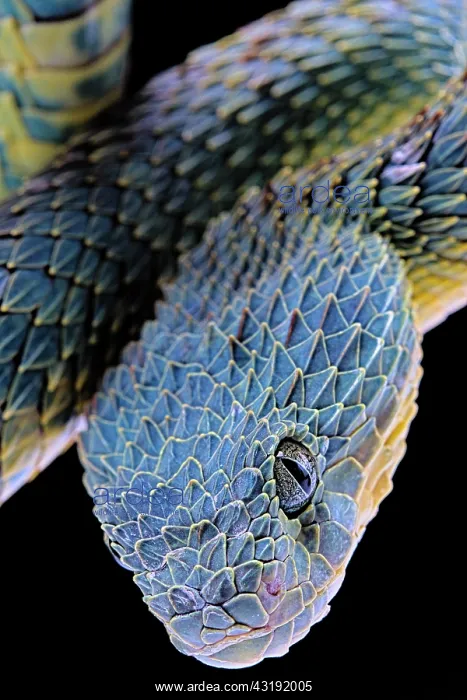 : Portrait of Bush viper (Atheris squamigera) from : Portrait of Bush viper (Atheris squamigera) from