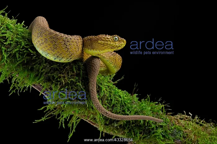 : Portrait of Bush viper (Atheris squamigera) on a : Portrait of Bush viper (Atheris squamigera) on a