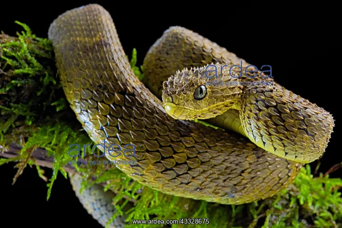 : Portrait of Bush viper (Atheris squamigera) on a : Portrait of Bush viper (Atheris squamigera) on a
