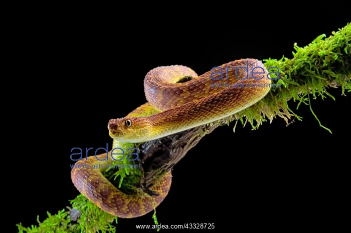 : Portrait of Bush viper (Atheris squamigera) on a : Portrait of Bush viper (Atheris squamigera) on a