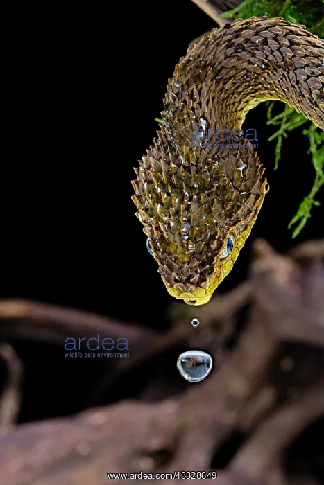 : Portrait of Bush viper (Atheris squamigera) anbd : Portrait of Bush viper (Atheris squamigera) anbd