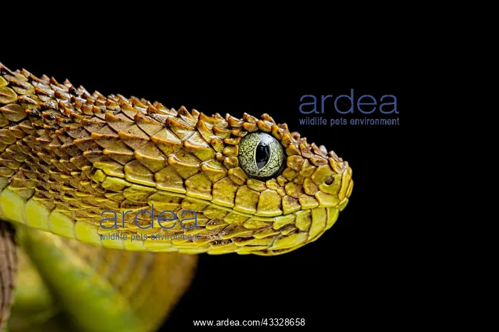 : Portrait of Bush viper (Atheris squamigera) on black : Portrait of Bush viper (Atheris squamigera) on black
