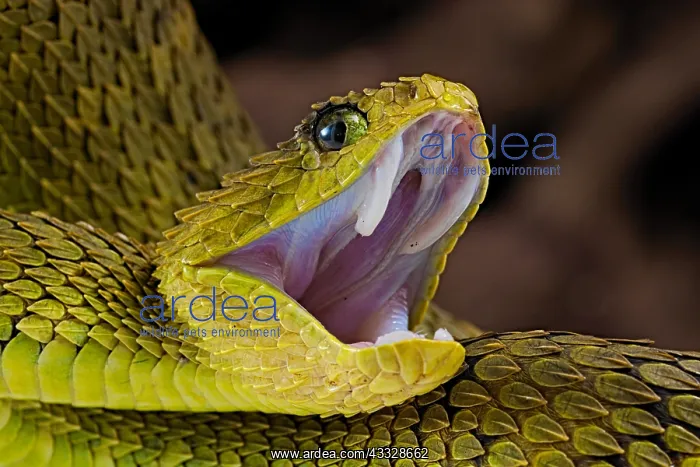 : Portrait of Bush viper (Atheris squamigera) on black : Portrait of Bush viper (Atheris squamigera) on black