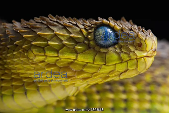 : Portrait of Bush viper (Atheris squamigera) on black : Portrait of Bush viper (Atheris squamigera) on black
