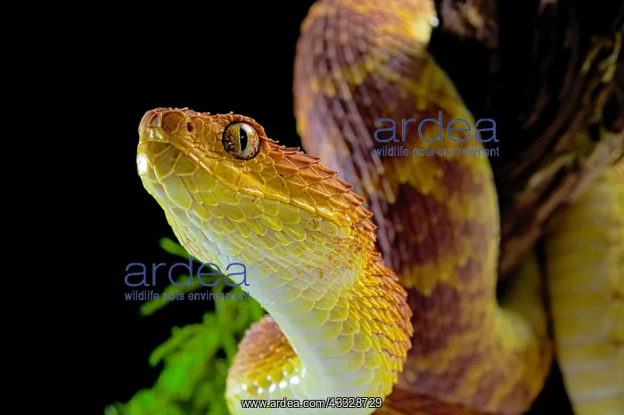 : Portrait of Bush viper (Atheris squamigera) on black : Portrait of Bush viper (Atheris squamigera) on black